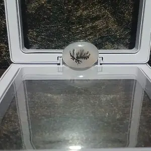 گوهرِ سنگ درخت دندرتیک
