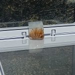 سنگ شجر هندی تقویت حافظه و آرامش اعصاب