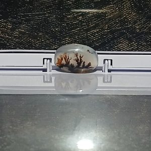سنگ درخت