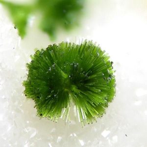 اولیونیت (Olivenite)